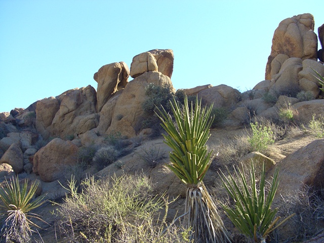 Untitled
Joshua Tree, CA