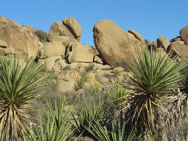 Untitled
Joshua Tree, CA