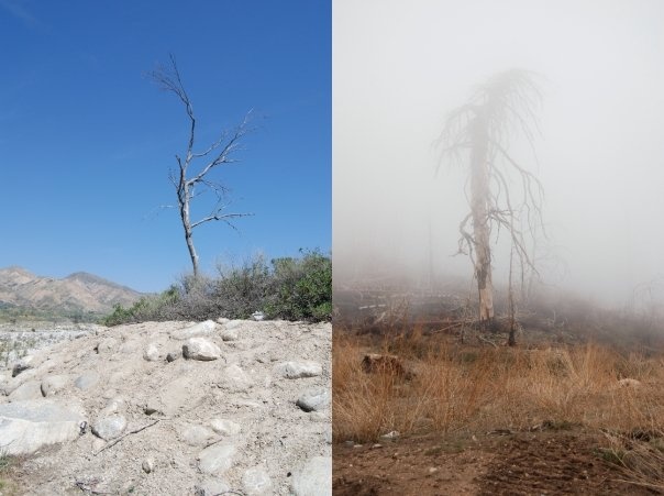 Tree Diptych 