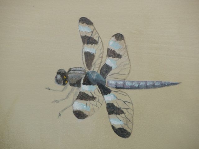 dragonfly detail