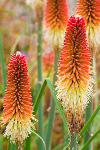 red flower spikes conservancy garden tour denver colorado