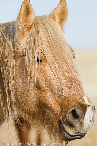 Chewy is a Navajo Pony adoped through the Santa Fe Horse Shelter in 2007