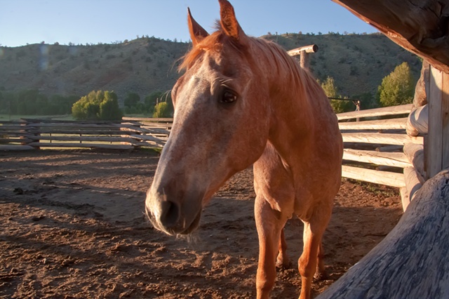 horse wyoming dubois ranch