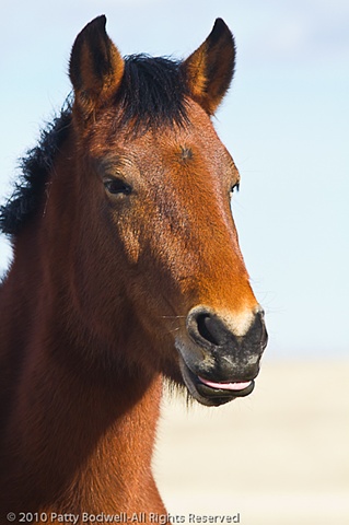 Lulu is a mustang from the Jicarilla Wild Horse Territory in New Mexico; adopted in 2007.