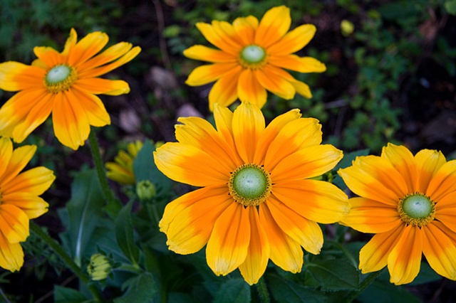 yellow flower conservancy garden tour denver colorado rob proctor