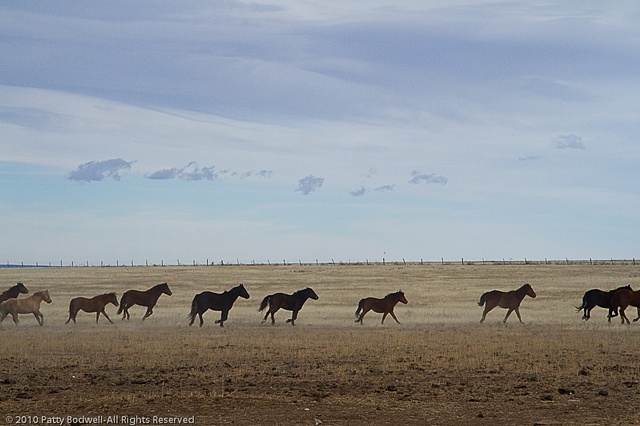 Mustangs from the Forestry Service, the BLM or Navajo Ponies