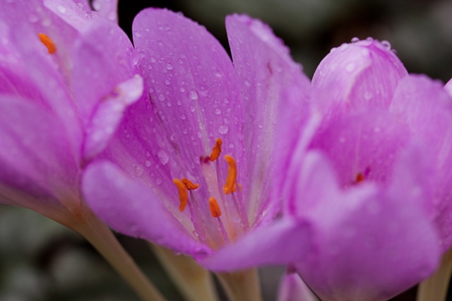 purple flower spikes conservancy garden tour denver colorado