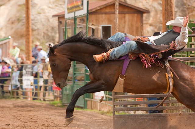 bronc rider riding out of the gate rodeo dubois wyoming
