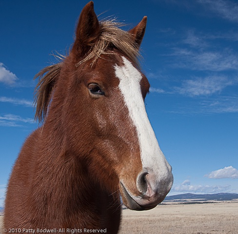 Redbo is a mustang adopted through the BLM last year.