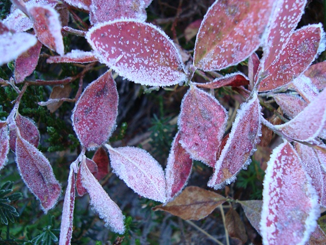 Frost #2