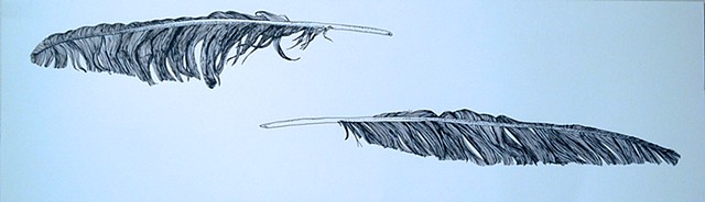 Crow Feathers