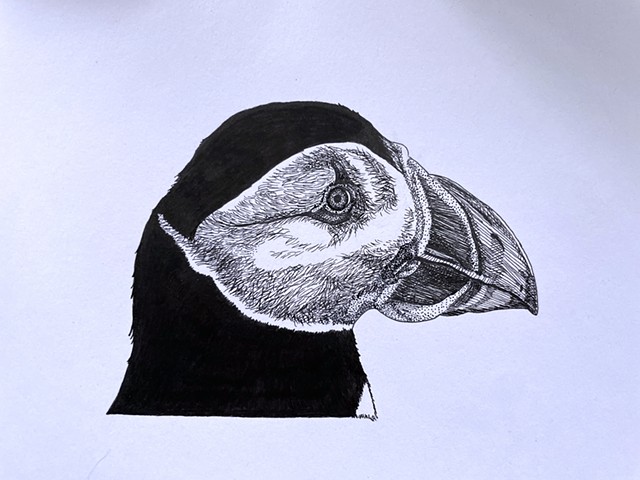 Puffin