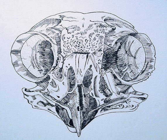 Owl Skull