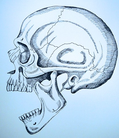 Skull - Side View