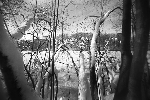 Frozen Between The Branches