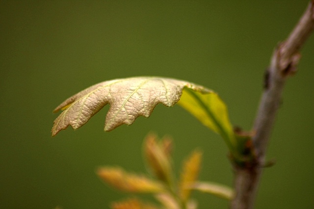 leaf at springbrook prairie
