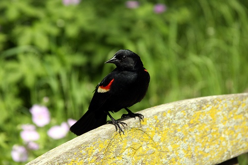 red winged blackbird on a bench