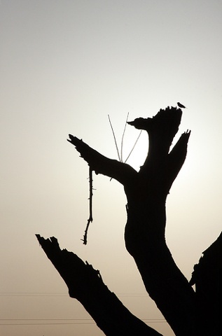 old tree and bird silhouette