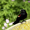 red-winged blackbird on a bench