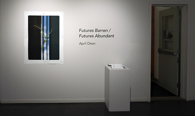 Installation Views: Futures Barren / Futures Abundant, Martha Street Studio Gallery