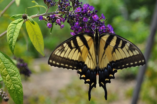 Swallowtail Butterfly - Amelia, VA