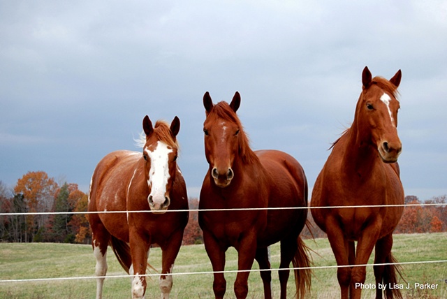 Horses - Farmville, VA