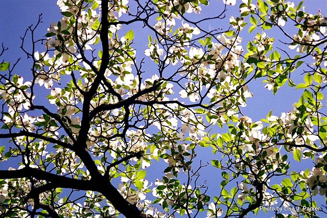 Dogwood Blossoms - Warrenton, VA