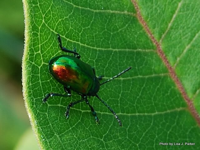 Beetle On Leaf - Skyline Drive, VA