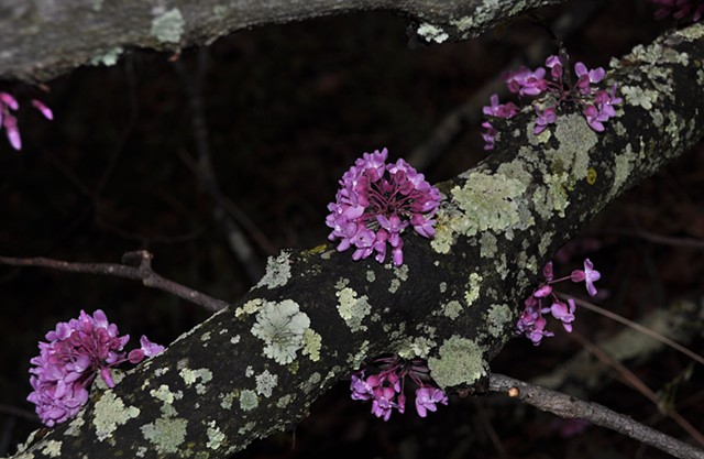 Flowering Tree Limb After Rain - Blountville, TN
