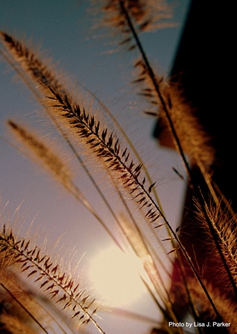 Fieldgrass Backlit - Clifton, VA
