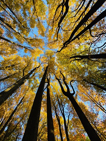 Fall Canopy - Shenandoah National Park, VA