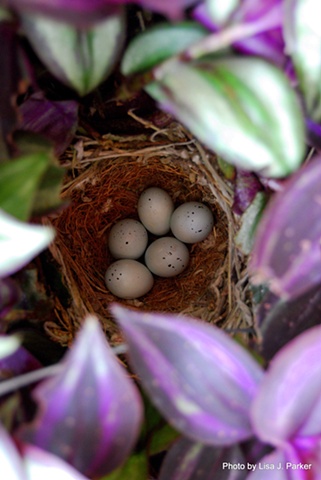 Birds in the Nest - Amelia, VA
