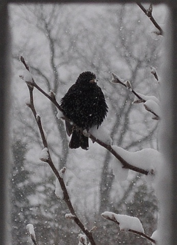 Starling in Snow