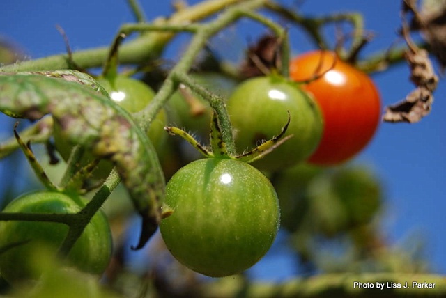 Last of the Summer Tomatoes - Amelia, VA