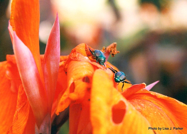 Beetles on Flowers - Nashville, TN