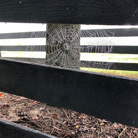 Fencepost Spiderweb - Luray, VA