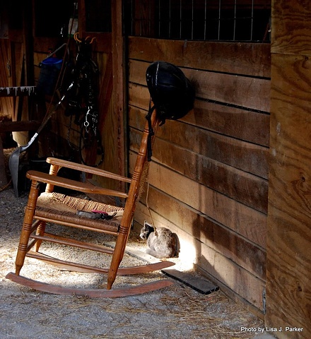 Barn Cat in Shaft of Sunlight - Farmville, VA