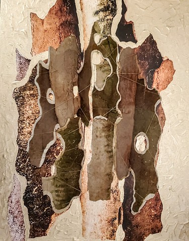 Sycamore Skins
