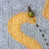 Slimy spots suggest skipping? Such silly snails should share sidewalks. Squishing scenarios seem so supposable.