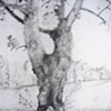 Drawing-Maple Tree