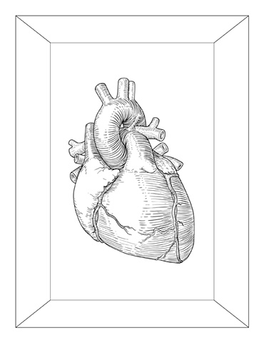 Human Heart, (Line Study)