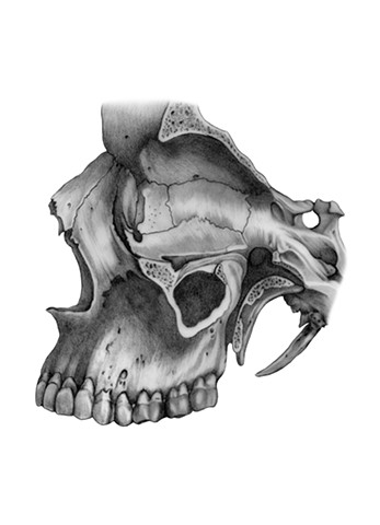 Skull Study: Sagittal View