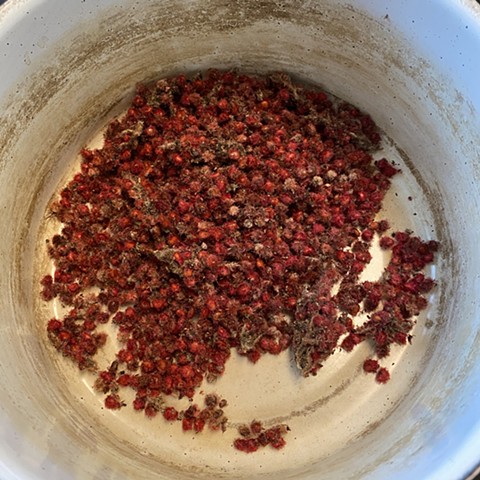 Staghorn sumac drupes (fruit) are broken apart before being covered with water (approx. 1 cup drupes to 2 cups water)