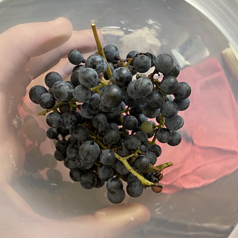 Collect a few clusters of wild grapes