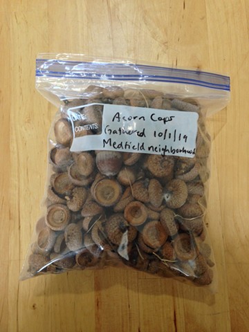 Gathered acorn caps