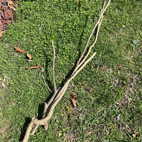 Harvested branches of Hibiscus syriacus