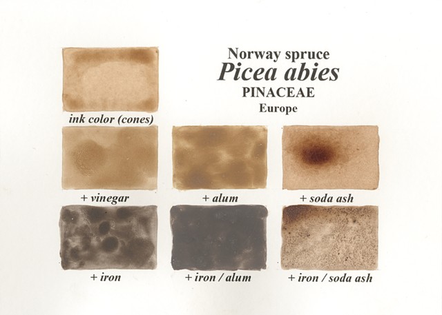 Norway Spruce Ink Samples