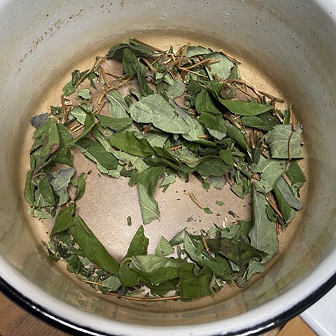 Honeysuckle leaves collected for ink making