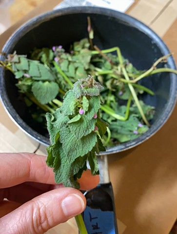 Red deadnettle collected for ink maming