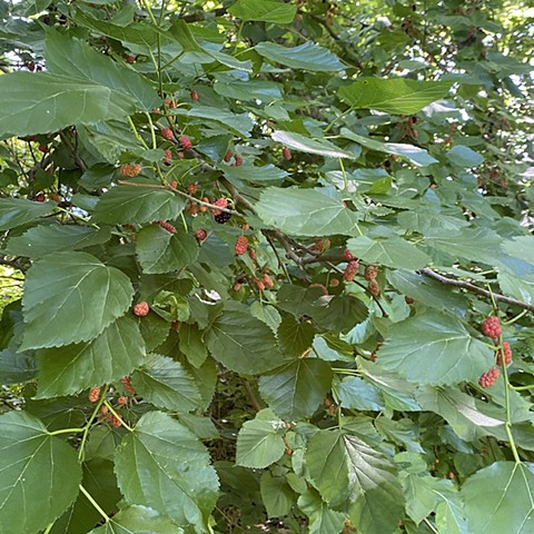 White mulberry tree